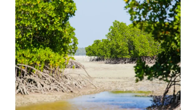 GK Palms Resort Local mangrove forests and wetlands