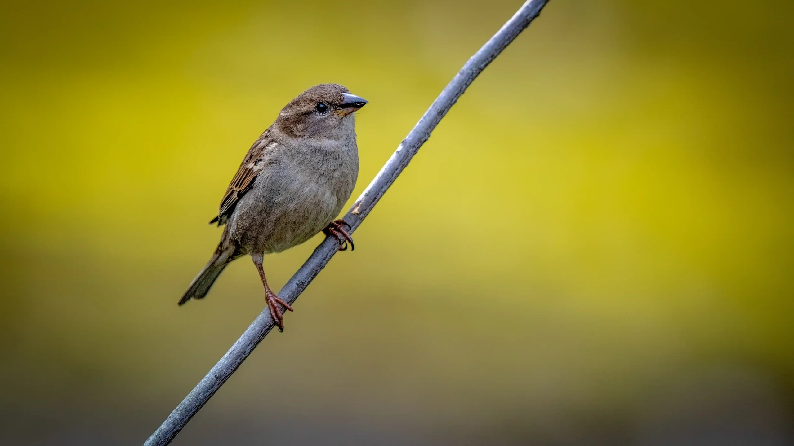 GK Palms Resort Bird Watching